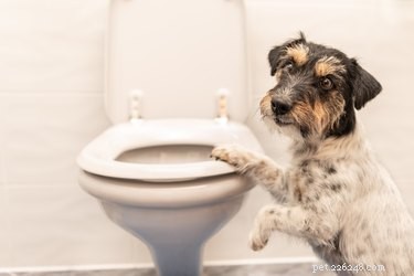 Is het gevaarlijk voor huisdieren om toiletwater te drinken?