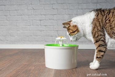 Безопасны ли фонтаны для домашних животных? 