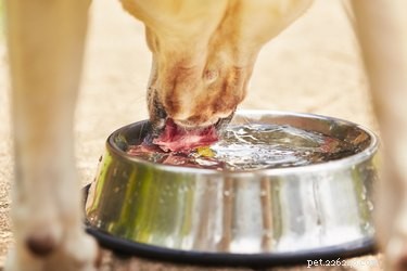 As fontes de água para animais de estimação são seguras?