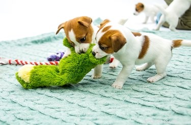 Как часто нужно чистить игрушки домашних животных?