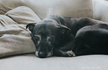Vad man kan förvänta sig under dödshjälp för husdjur