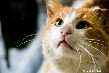 Wat te verwachten tijdens euthanasie bij huisdieren