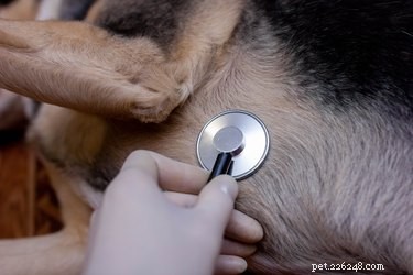 Wat te verwachten tijdens euthanasie bij huisdieren