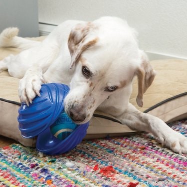 Escolhas de fofura:7 brinquedos interativos para animais de estimação que são perfeitos para curar o tédio