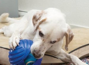 Söthetsval:7 interaktiva husdjursleksaker som är perfekta för att bota tristess