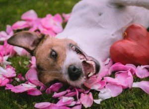 Söthetsval:7 perfekta alla hjärtans dag-presenter till ditt husdjur