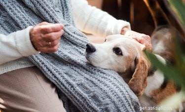 관절염이 있는 애완동물을 위한 겨울 요령