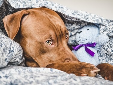 관절염이 있는 애완동물을 위한 겨울 요령
