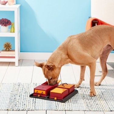 Scelte per la dolcezza:7 prodotti per animali domestici da suonare nel nuovo anno