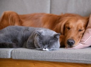 Is raid veilig in de buurt van huisdieren?