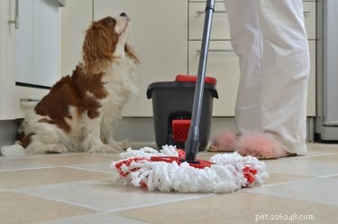 Je pan Clean bezpečný pro domácí mazlíčky?