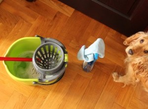 Är Lysol Daily Cleanser säker att använda runt husdjur?