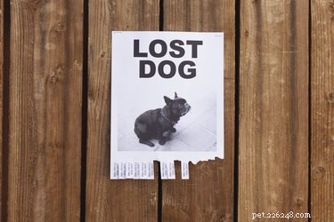 애완동물이 길을 잃을 경우에 대비하여 이러한 예방 조치를 취하십시오.