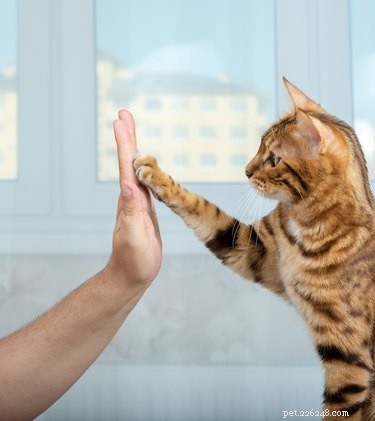 猫のトリックトレーニング：それは何ですか、そしてどのように始めればよいですか？ 
