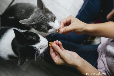 Addestramento sui trucchi per gatti:che cos è e come iniziare?