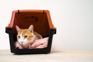 Como engradar para treinar seu gato (e por que é importante)