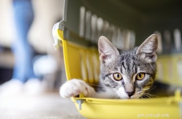 Jak vycvičit kočku do přepravky (a proč je to důležité)