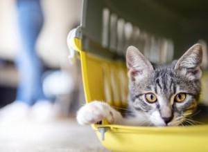Comment dresser votre chat en cage (et pourquoi c est important)