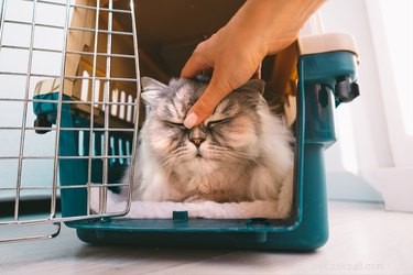 Как приучить кошку к клетке (и почему это важно)