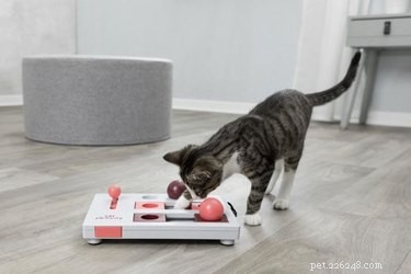 Лучшие игрушки для умственной стимуляции кошек