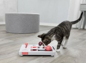De bästa leksakerna för att hålla dina katter mentalt stimulerade