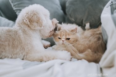 Comment socialiser un chaton