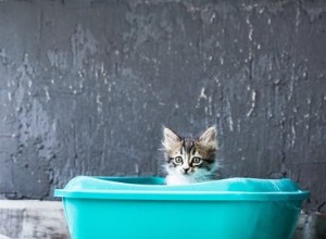 猫がいたるところにゴミを出すのはなぜですか？ （そしてそれを止める方法） 