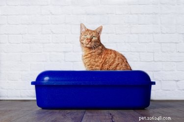 猫がいたるところにゴミを出すのはなぜですか？ （そしてそれを止める方法） 