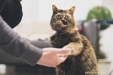 Hoe u uw kat traint om handen te schudden