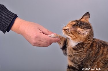 Como treinar seu gato para apertar as mãos