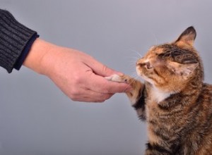 Hoe u uw kat traint om handen te schudden