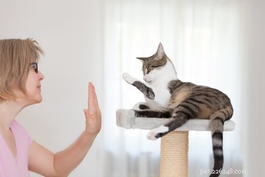 Как научить кошку рукопожатию