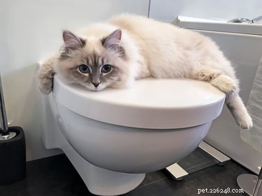 猫をトイレトレーニングする方法 