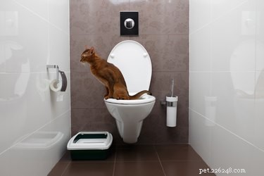 Como treinar um gato no banheiro