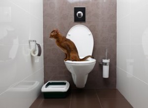 Come educare un gatto alla toilette