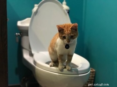 Hur man toaletttränar en katt