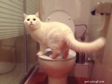 Hur man toaletttränar en katt