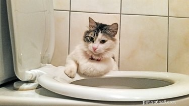 Comment dresser un chat à la propreté