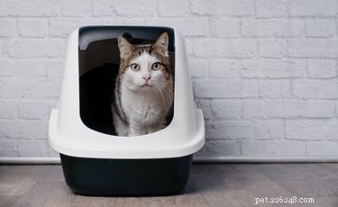 고양이가 쓰레기통을 사용하지 않는 이유는 무엇입니까?