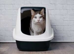 なぜ私の猫はトイレを使わないのですか？ 
