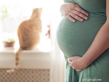 Jak seznámit kojence a batolata s kočkami