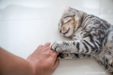 Jak seznámit kojence a batolata s kočkami