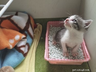 Comment dresser un chaton à la litière