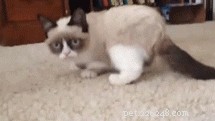 Een kat trainen