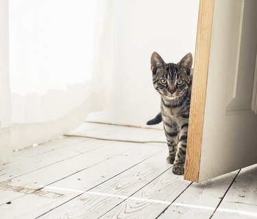 Как запретить кошкам открывать двери