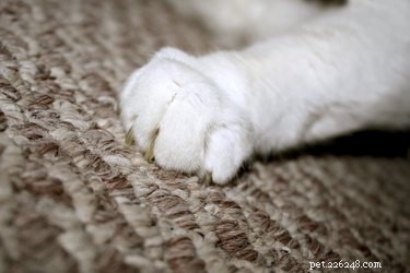 Como impedir que os gatos arranhem o tapete