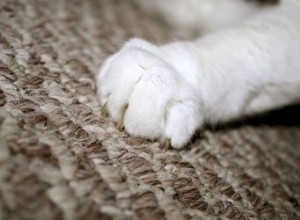 猫がカーペットを傷つけないようにする方法 