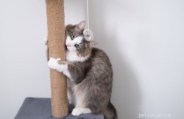 Como impedir que os gatos arranhem os móveis com um spray de remédio caseiro