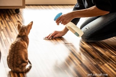 Come impedire ai gatti di graffiare i mobili con uno spray per rimedi casalinghi