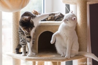 Como impedir que os gatos arranhem os móveis com um spray de remédio caseiro